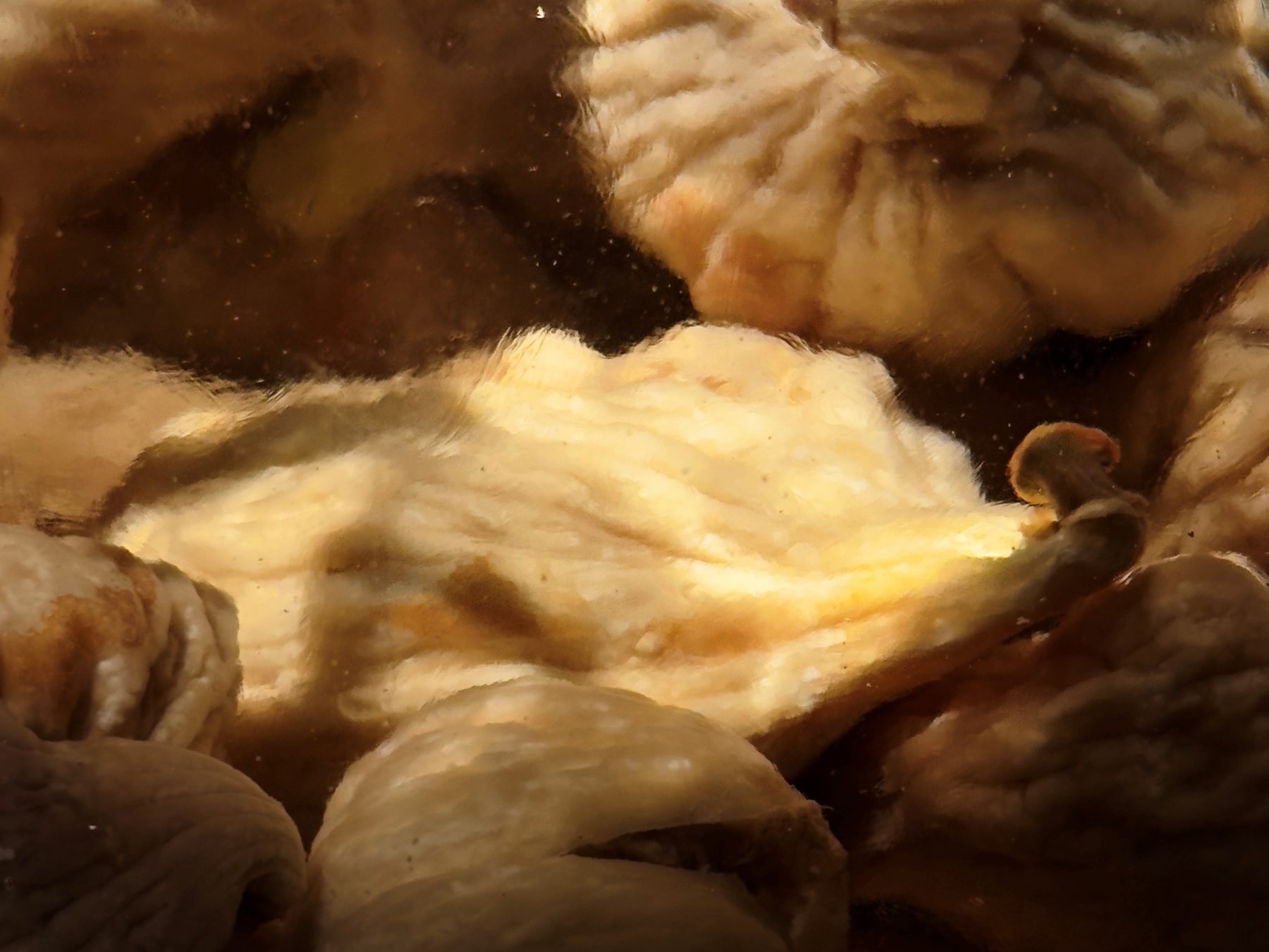 Macro close-up of figs in deep amber infusion at Soluble Solids