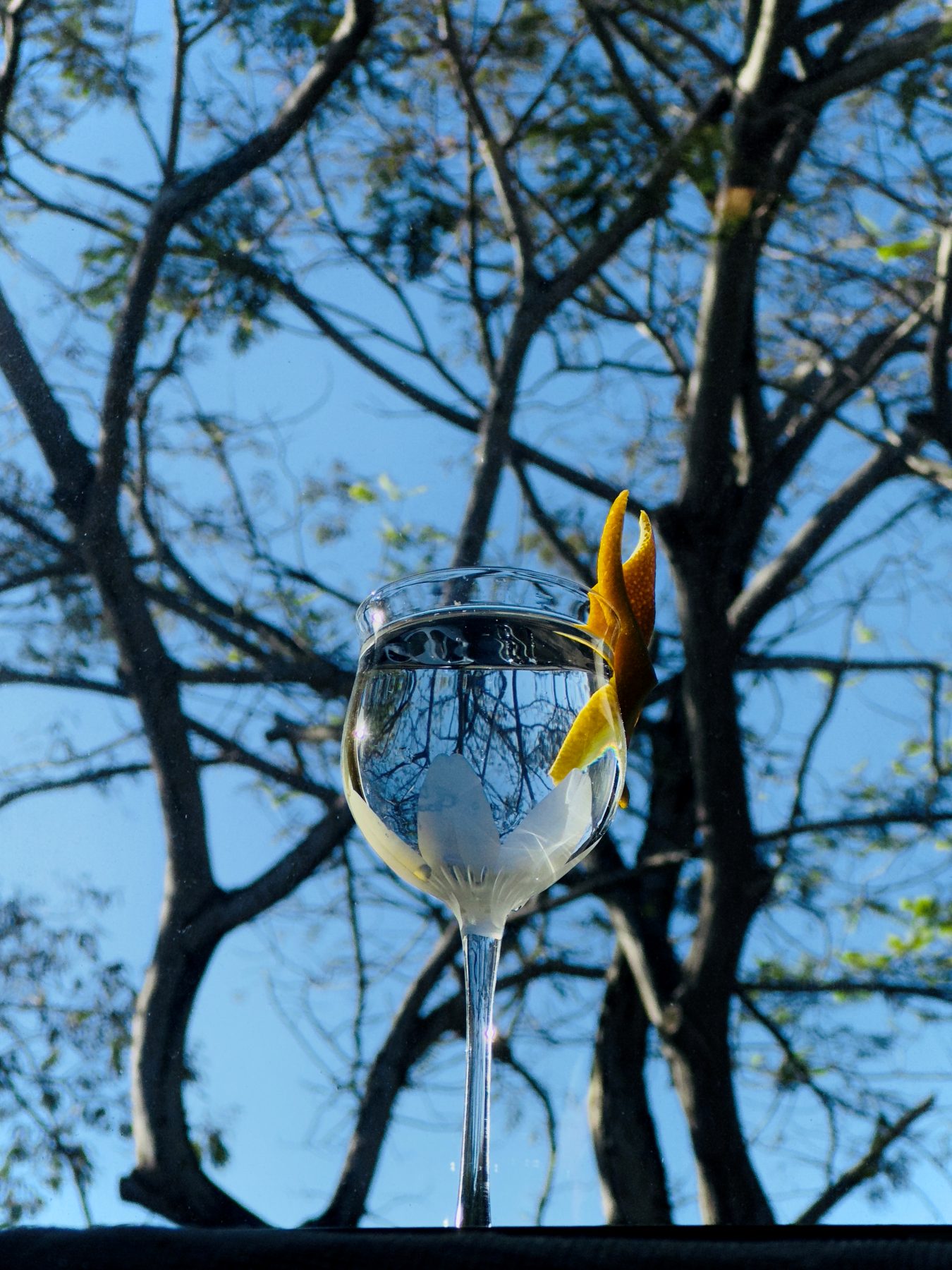 Wine-glass cocktail with a citrus twist held against a sunlit tree canopy at Soluble Solids
